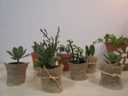 La Florecita foto 3